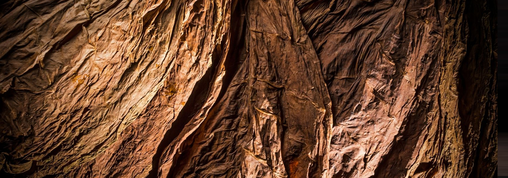 Red Rose Grabba Grabba Leaf Cigars in Canada